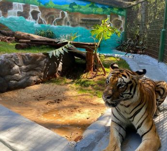 Tigre Hu já desfruta de seu novo e moderno lar no zoo