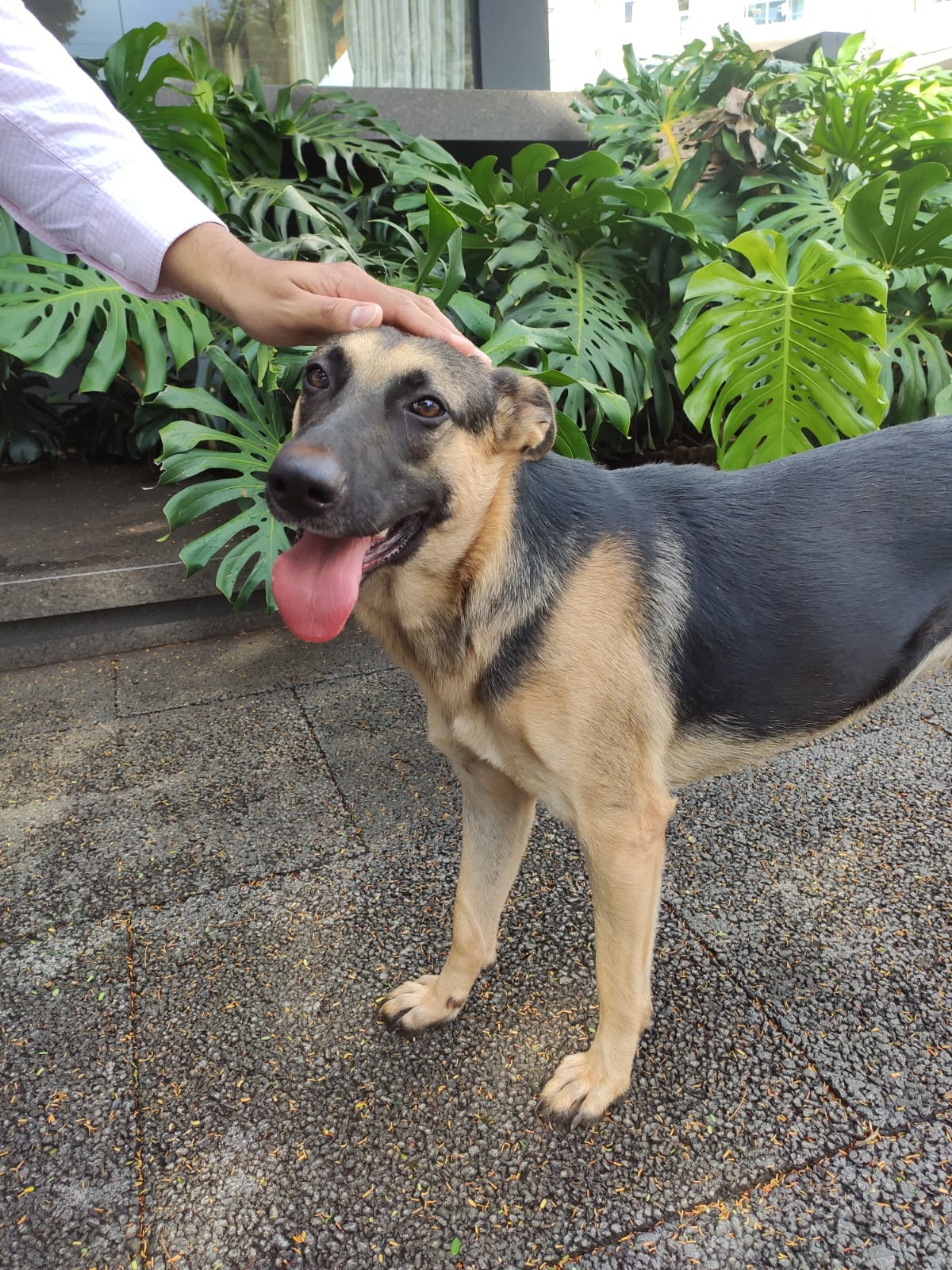 Cachorrinha é encontrada no Centro