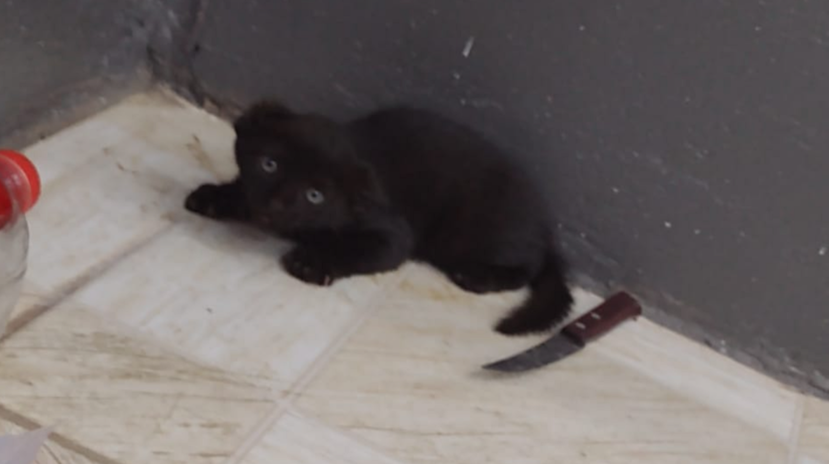 Gato aparece em loja do Bairro São Cristóvão