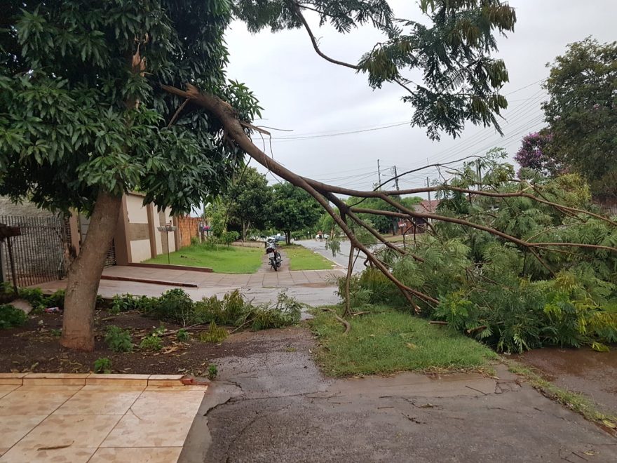 Galho de árvore cai e interdita rua no Bairro Cataratas em Cascavel