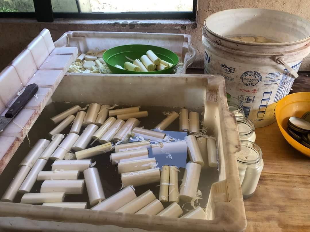 Polícia Civil fecha fábrica clandestina de palmito e faz prisões em flagrante em Ascurra