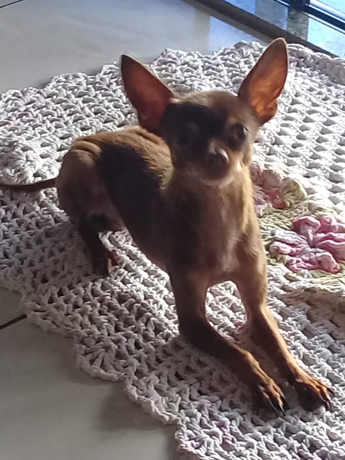 Pinscher está desaparecido na Região Norte