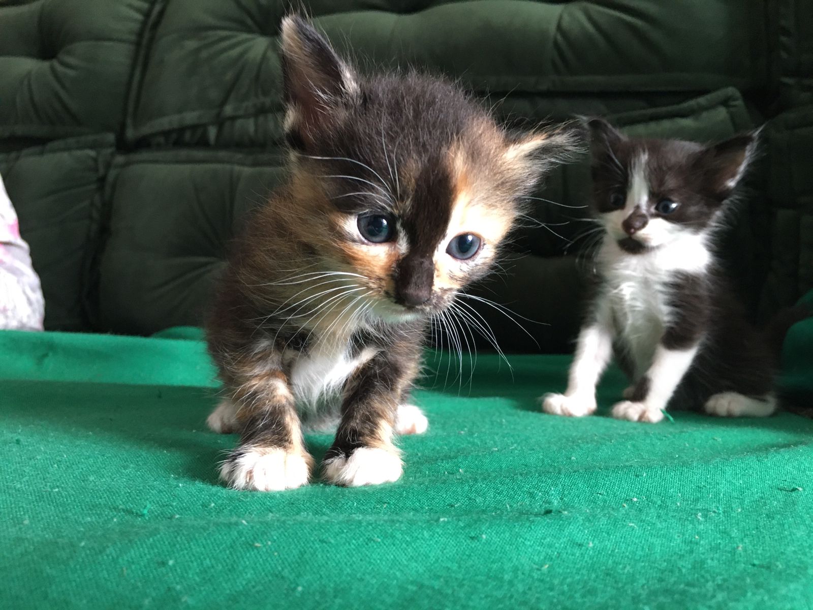 Adoção responsável: gatinhos estão disponíveis a um novo lar