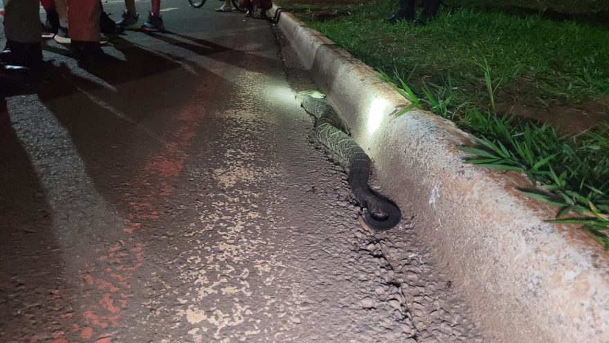 Cobra Cascavel é encontrada morta nas proximidades do Lago Municipal