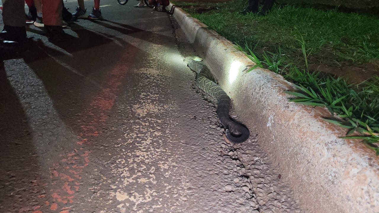 Cobra Cascavel é encontrada morta nas proximidades do Lago Municipal