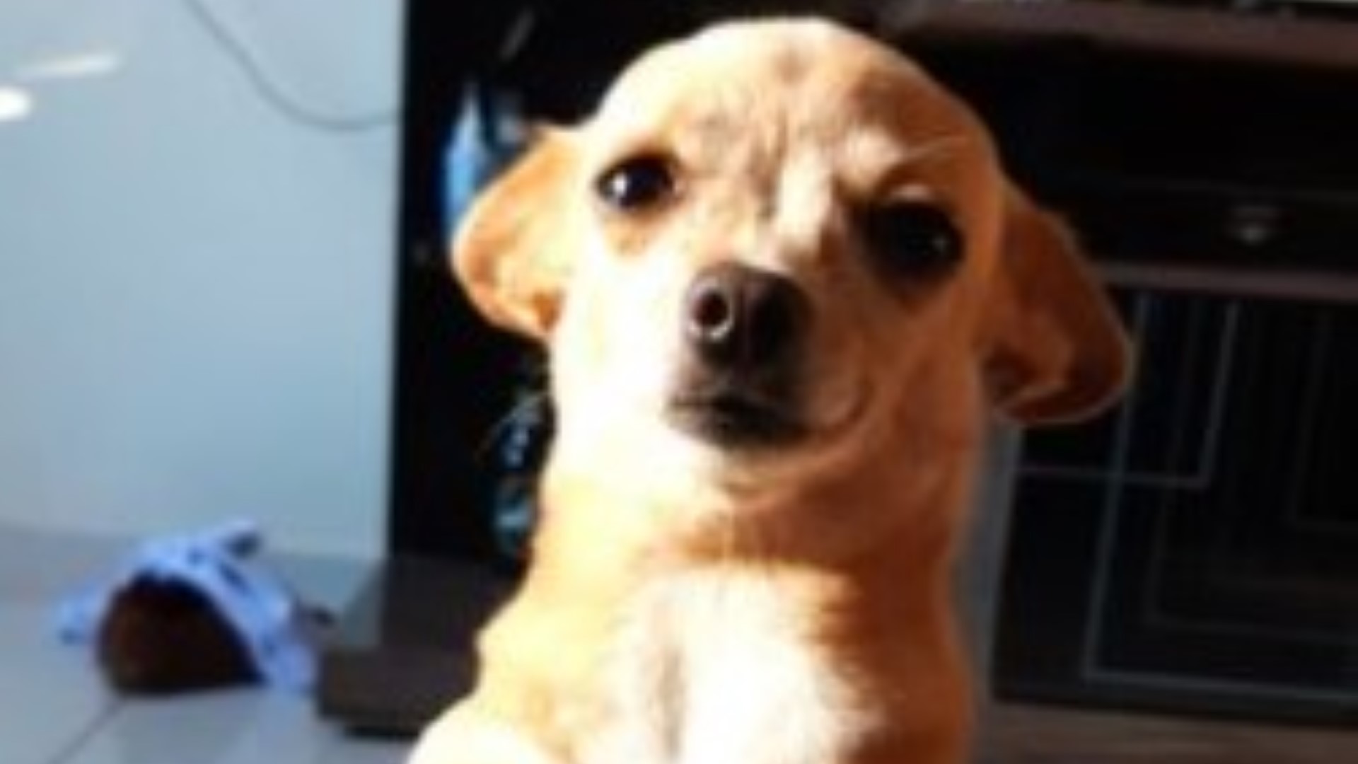 “Belinha” está perdida