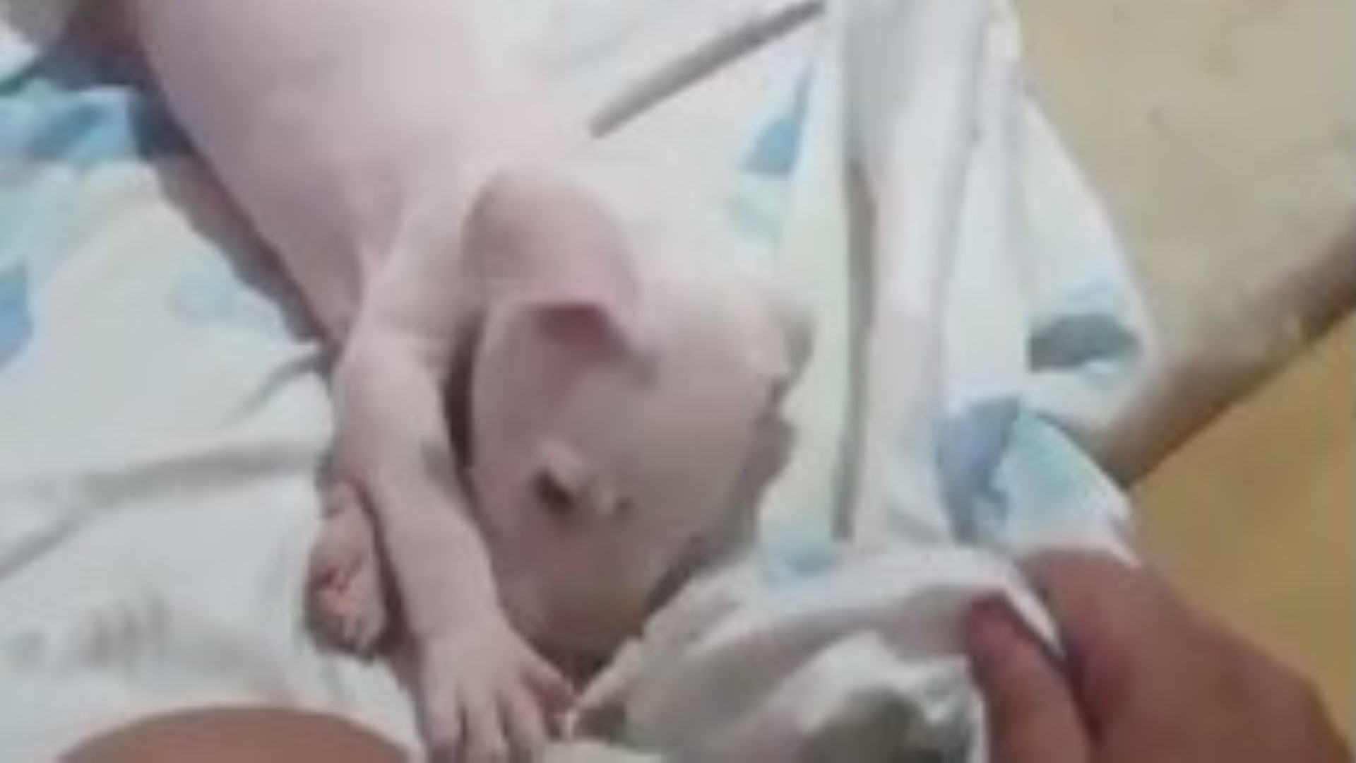 Cachorrinha branca está perdida nas proximidades da Rua Cuiabá