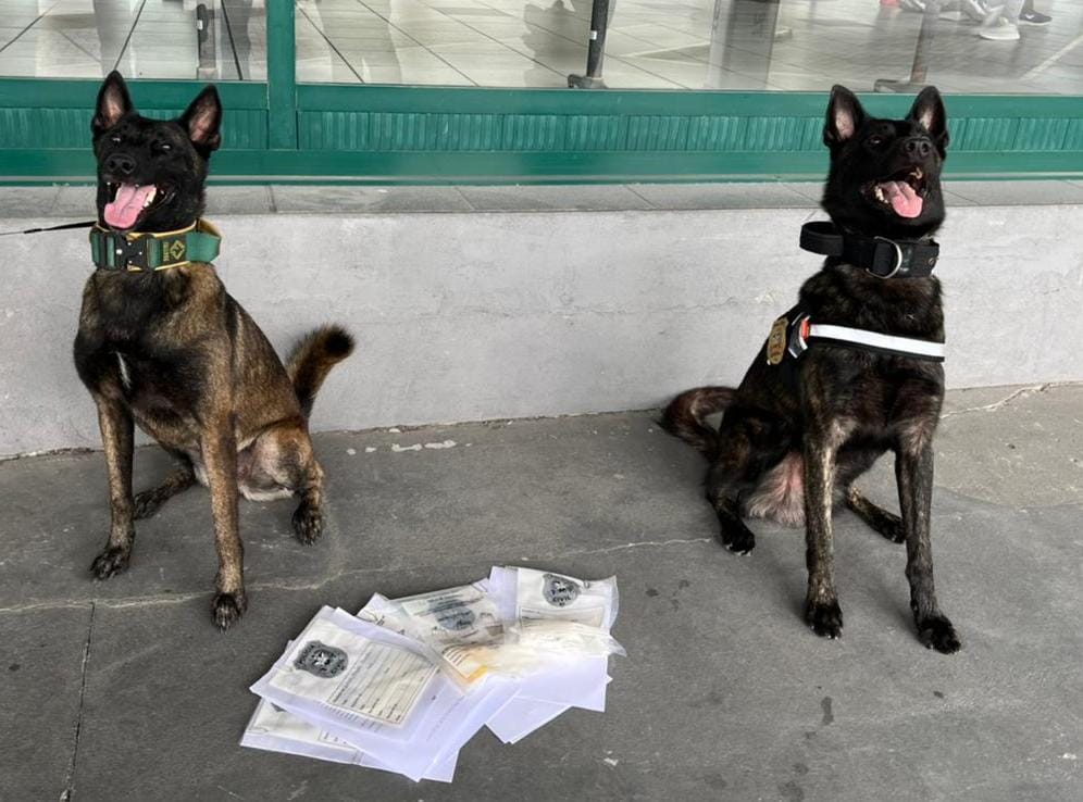 Polícia Civil faz ação de repressão às drogas e armas na rodoviária em Itajaí