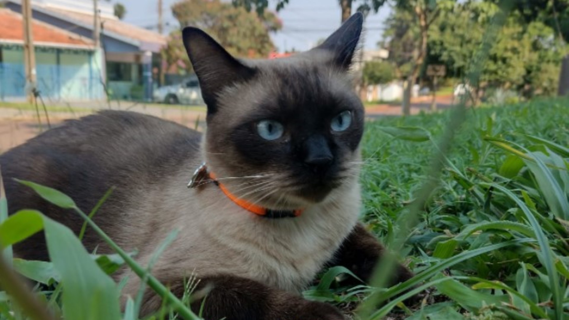 “Joe” está perdido no Bairro Country