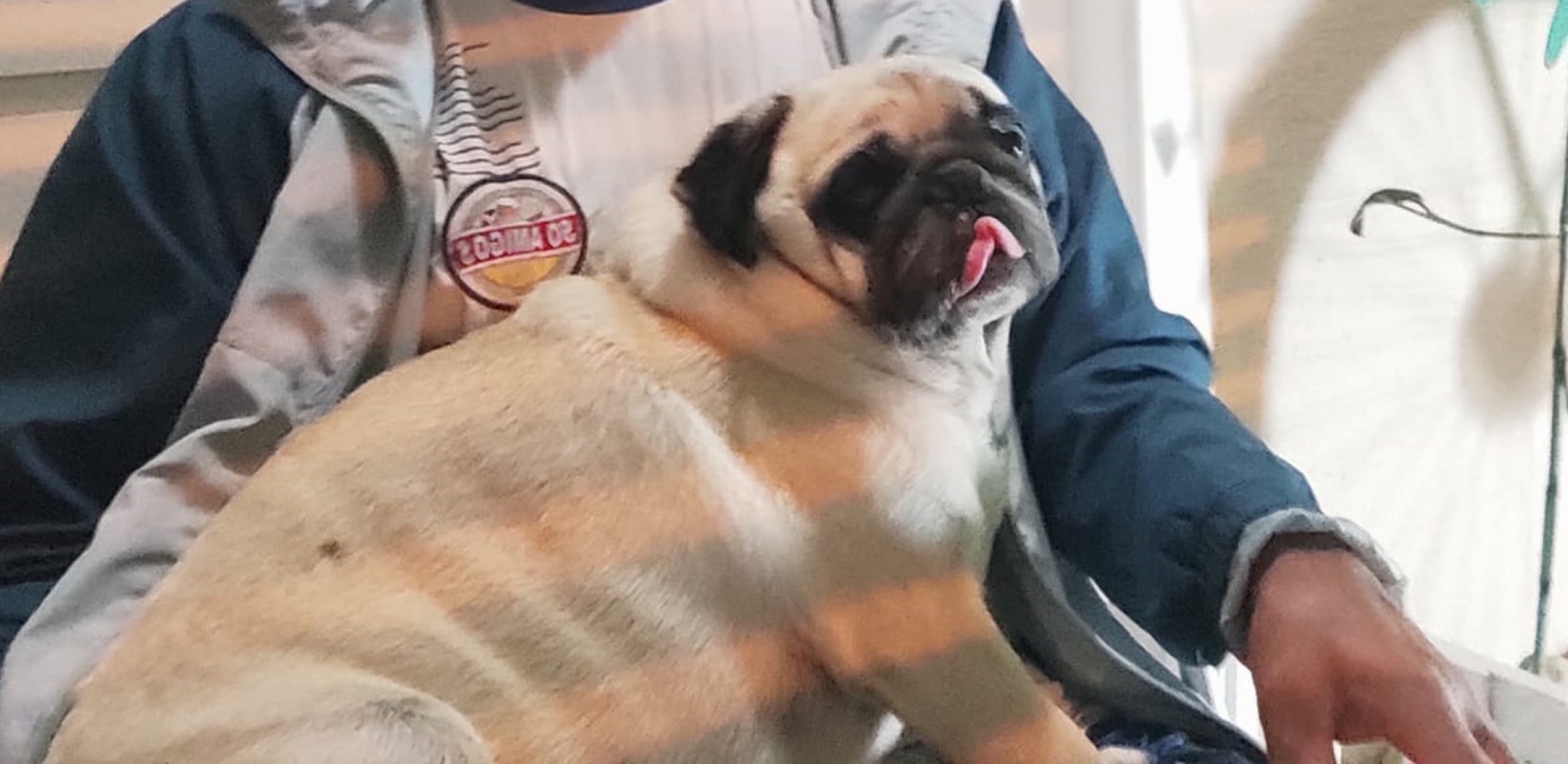 Internauta procura cão da raça pug no Parque São Paulo