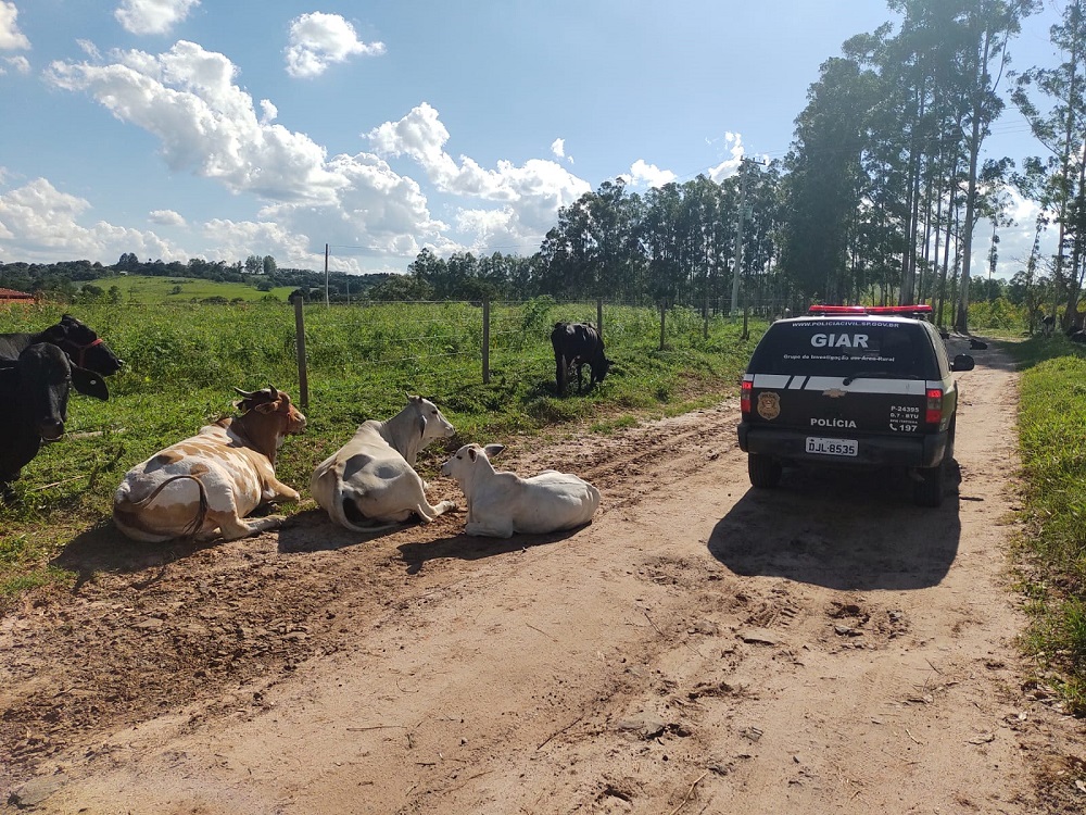 Dois homens são presos em Taquarituba por envolvimento no roubo de 349 cabeças de gado e veículos