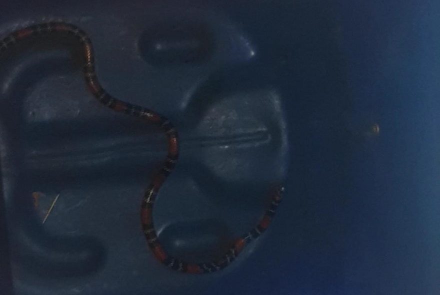 Cobra Coral é capturada em residência no Condomínio Terra Nova