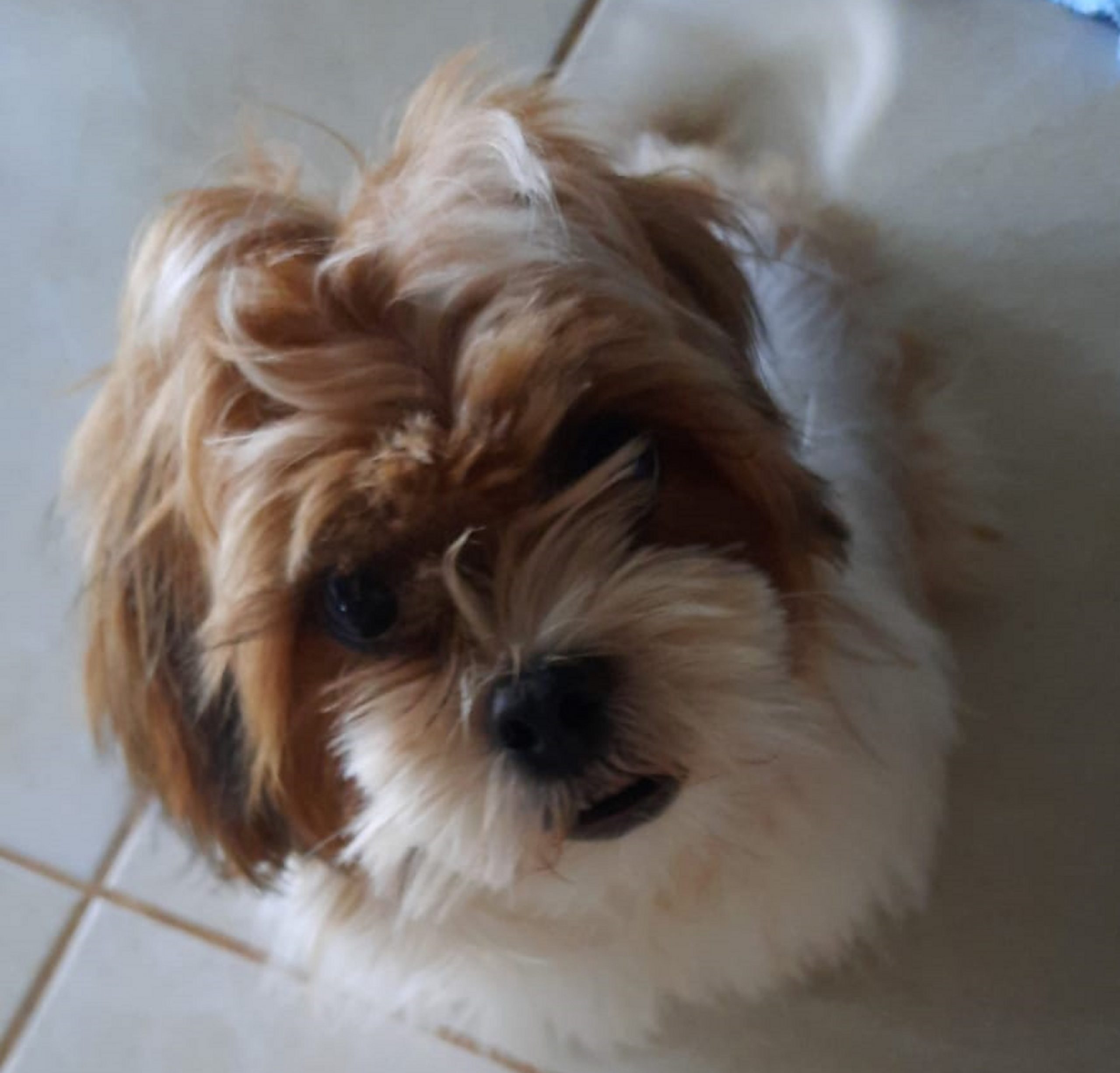 Cachorro é encontrado perto da Escola Municipal Nossa Senhora da Salete, no Brasmadeira