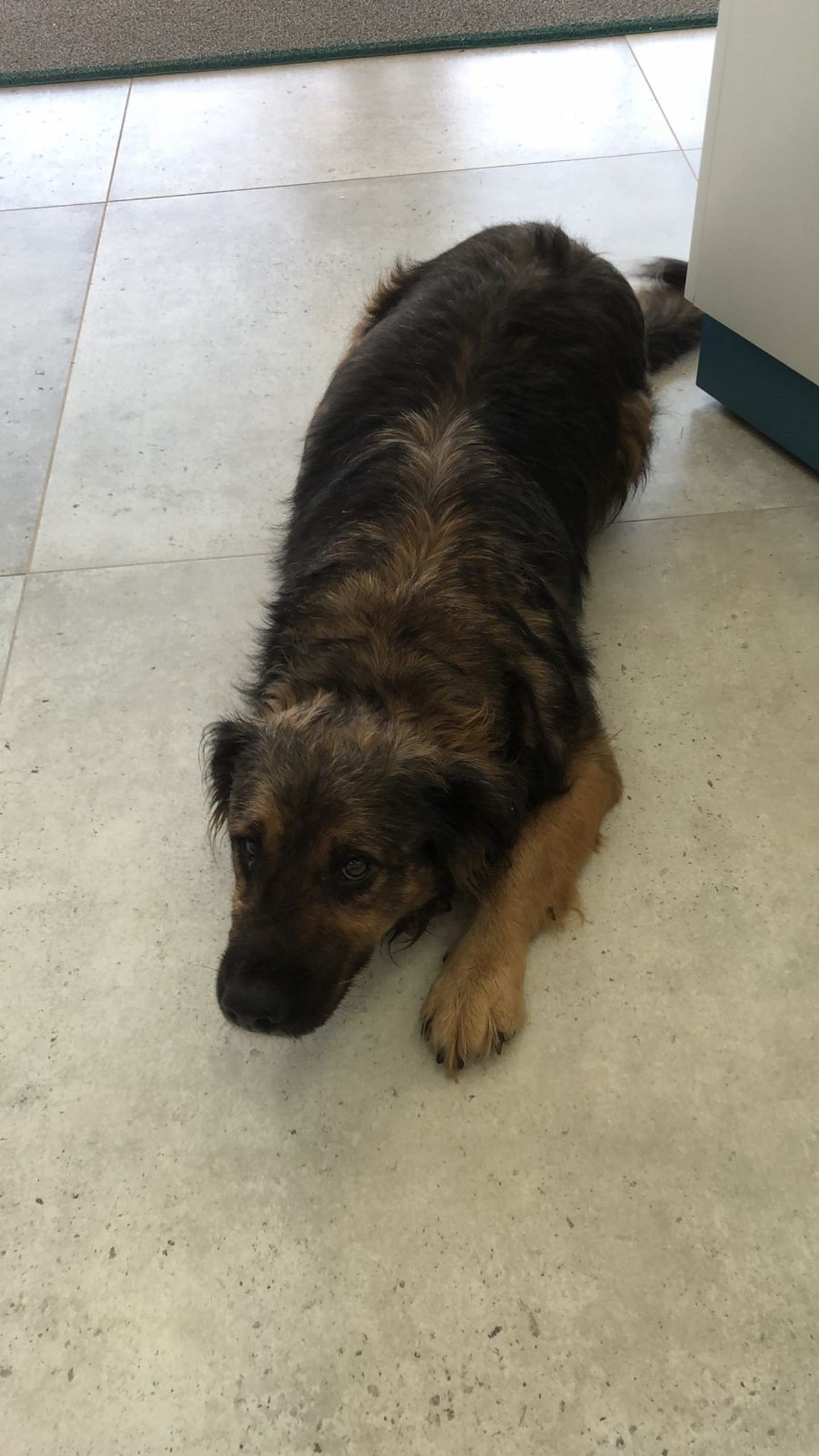 Cachorro perdido está localizado em farmácia perto da FAG