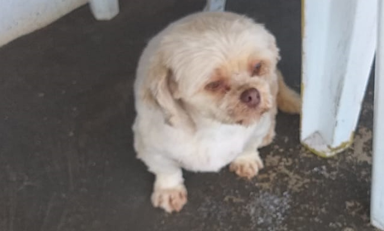Cachorrinha é localizada no Bairro Maria Luiza e internauta procura pelo dono do animal