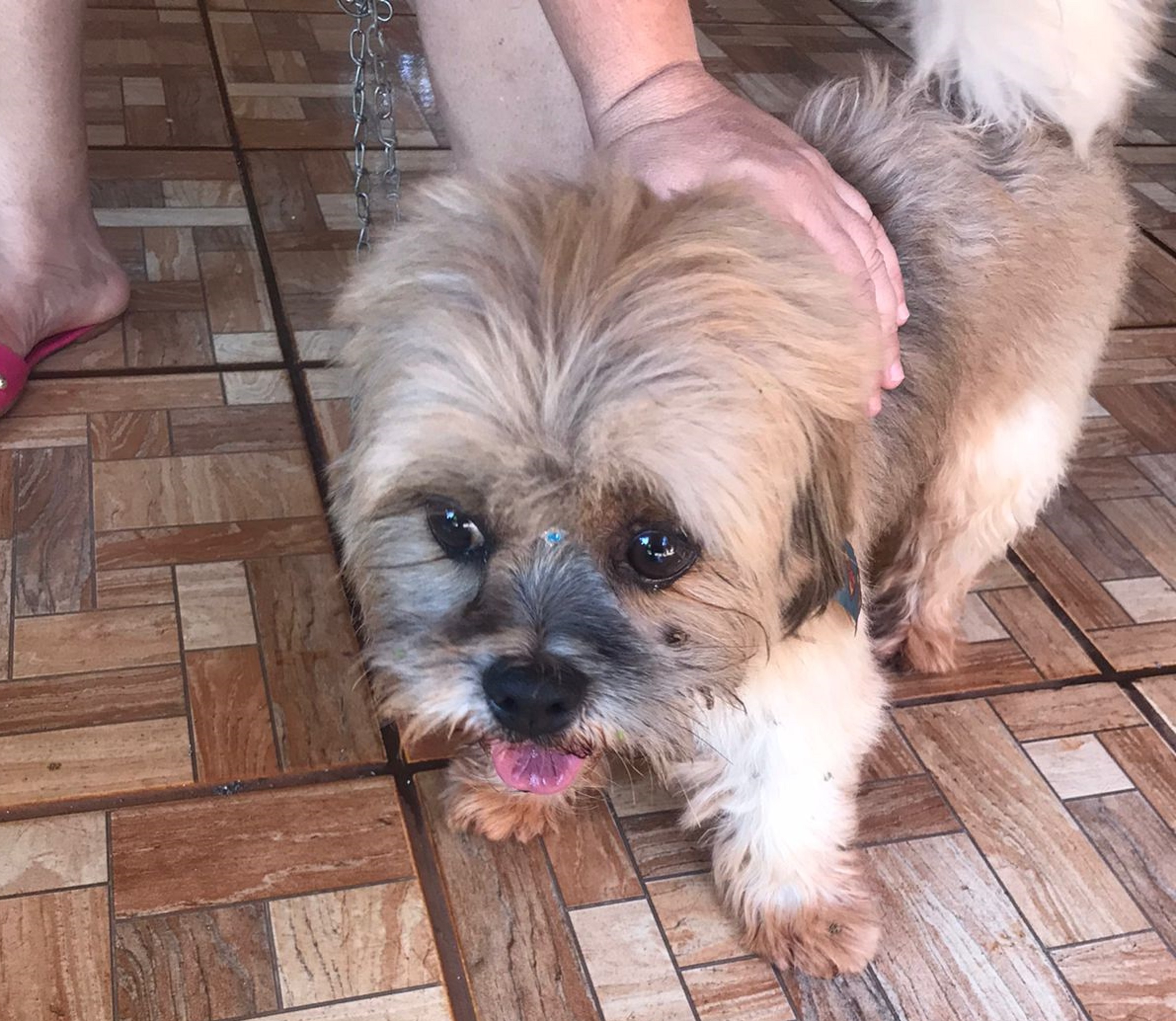 Cachorro foi encontrado no Bairro Morumbi