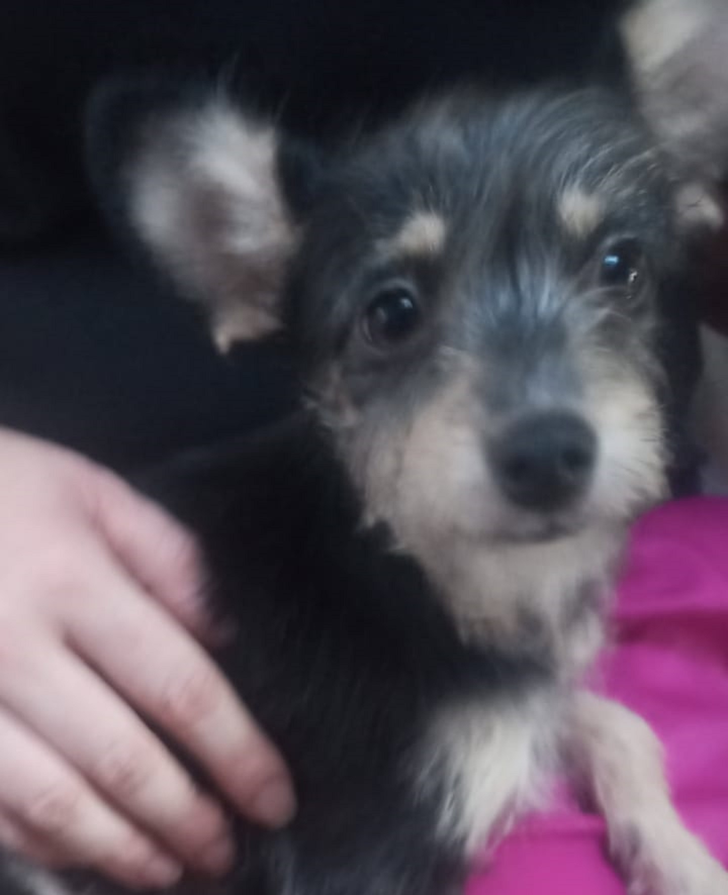 Cachorro foi encontrado no Pq. São Paulo