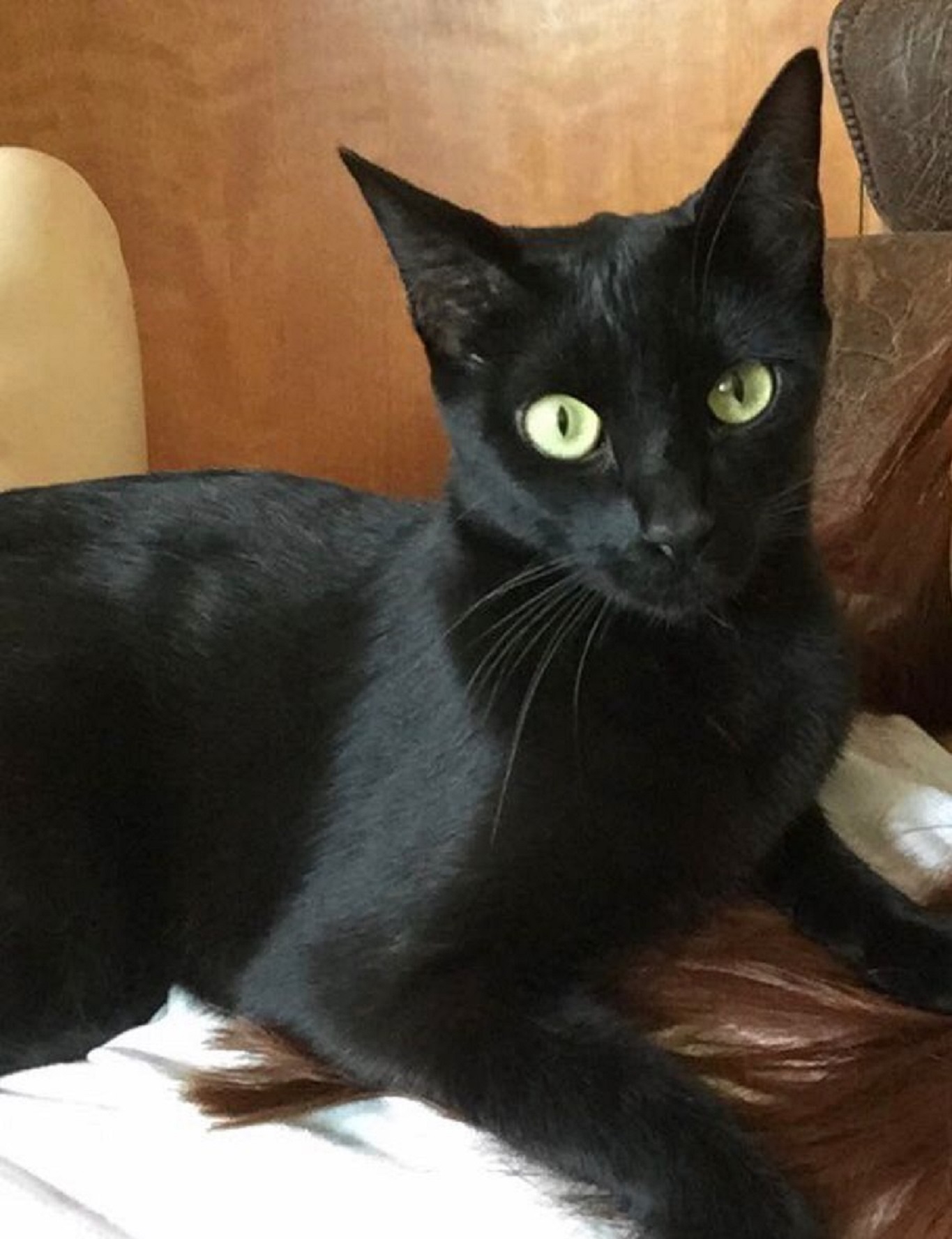Gata está desaparecida há 14 dias no Santa Cruz