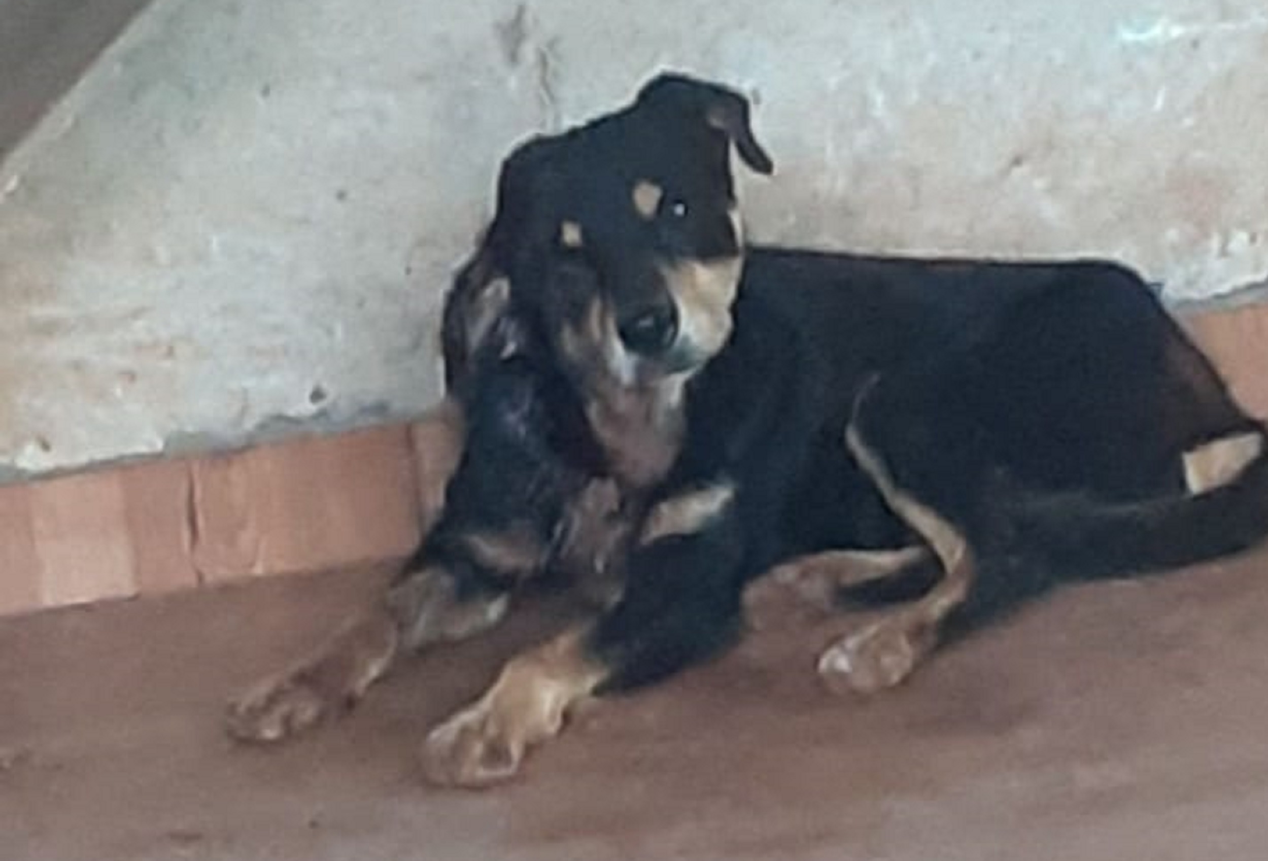 Internauta pede ajuda para salvar cachorra de rua que está machucada