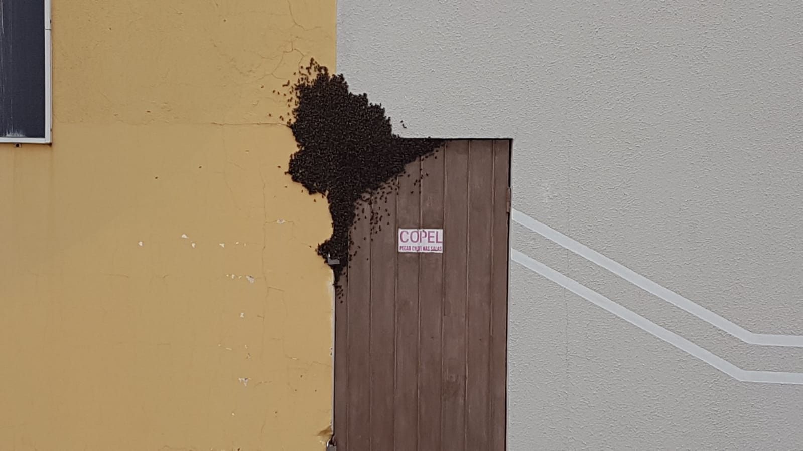Enxame de abelhas em via pública chama a atenção no Centro