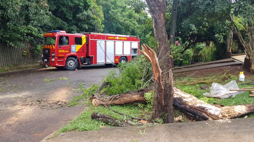 Bombeiros são mobilizados para fazer corte de árvore que caiu na Região do Lago
