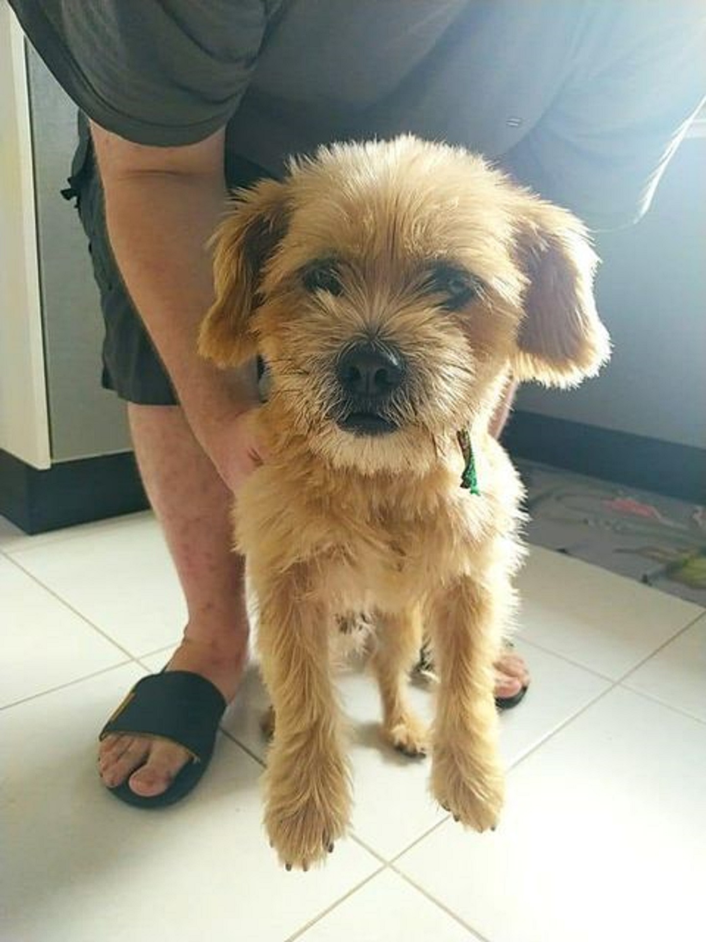 Cãozinho é resgatado em Cascavel