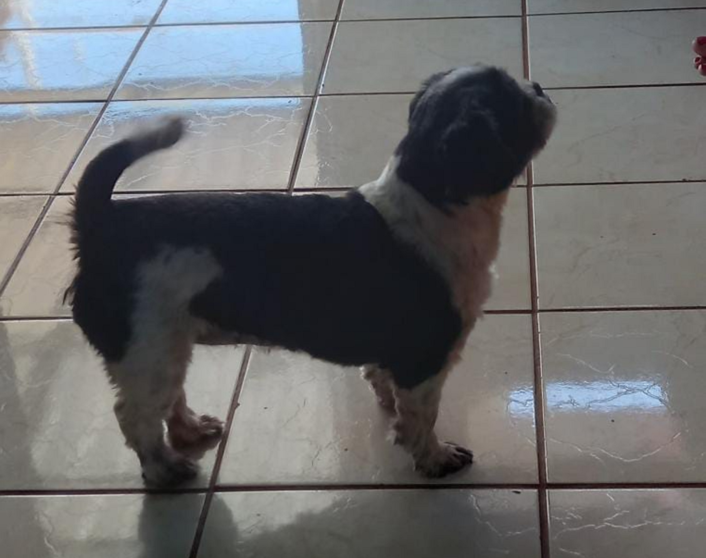 Internauta tenta localizar cachorrinha e paga recompensa para quem devolver