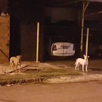 Imagem referente a Casal de Pitbulls soltos na rua preocupam segurança de moradores do Bairro Neva