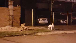 Casal de Pitbulls soltos na rua preocupam segurança de moradores do Bairro Neva