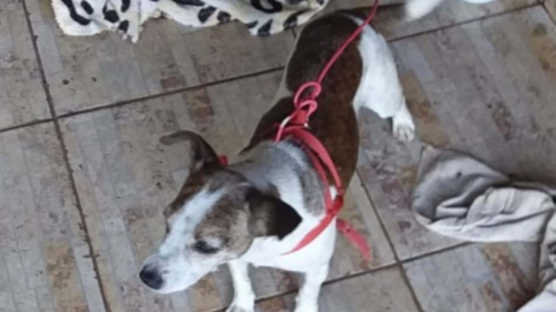 “Chico” está perdido, donos pedem ajuda para encontra-lo