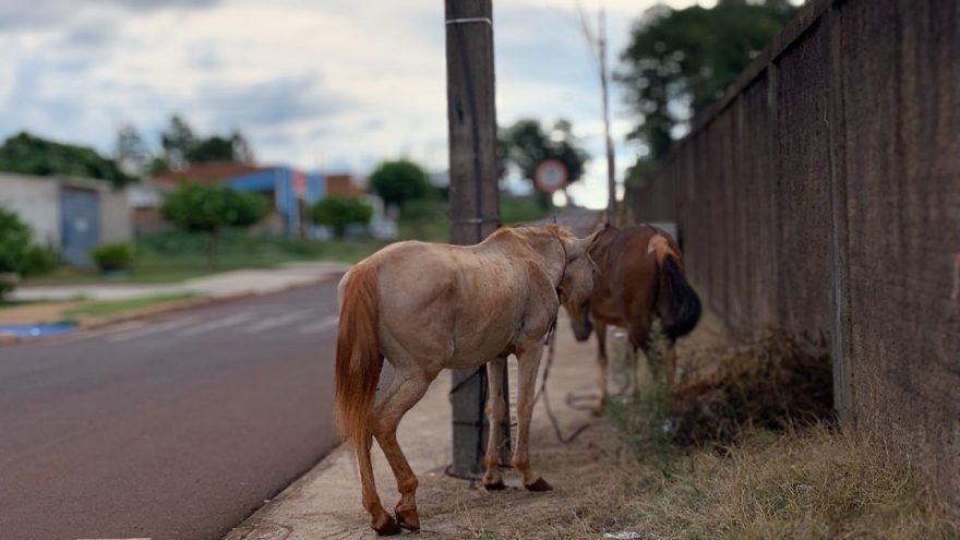 Após “rolê” por Cascavel, amigos se perdem e são amarrados em poste no Pioneiros Catarinenses