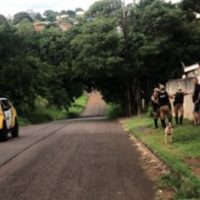Imagem referente a Pitbull solto avança em pedestres; Bombeiros e PM são acionados