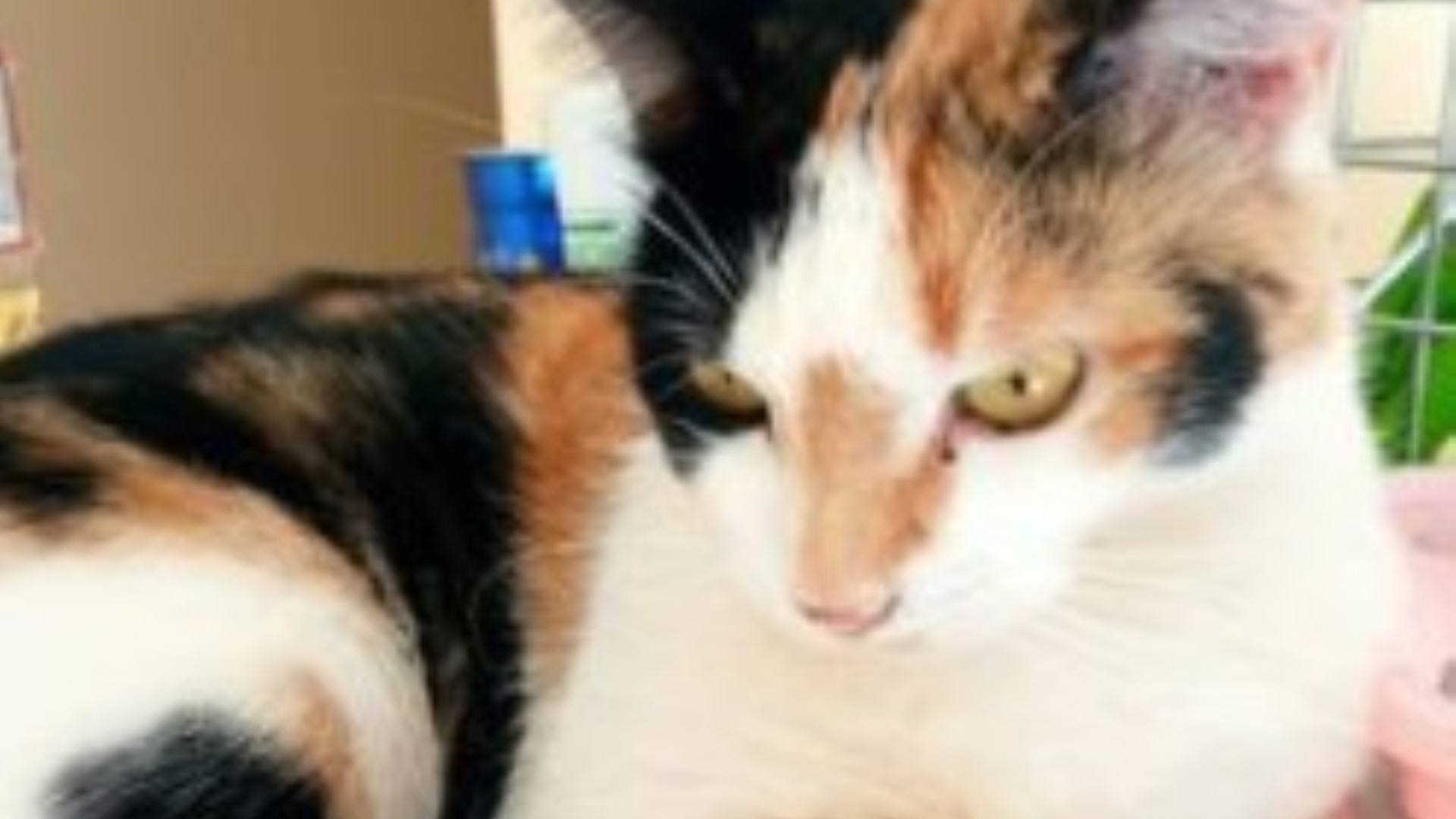 Gata está perdida no Florais do Paraná