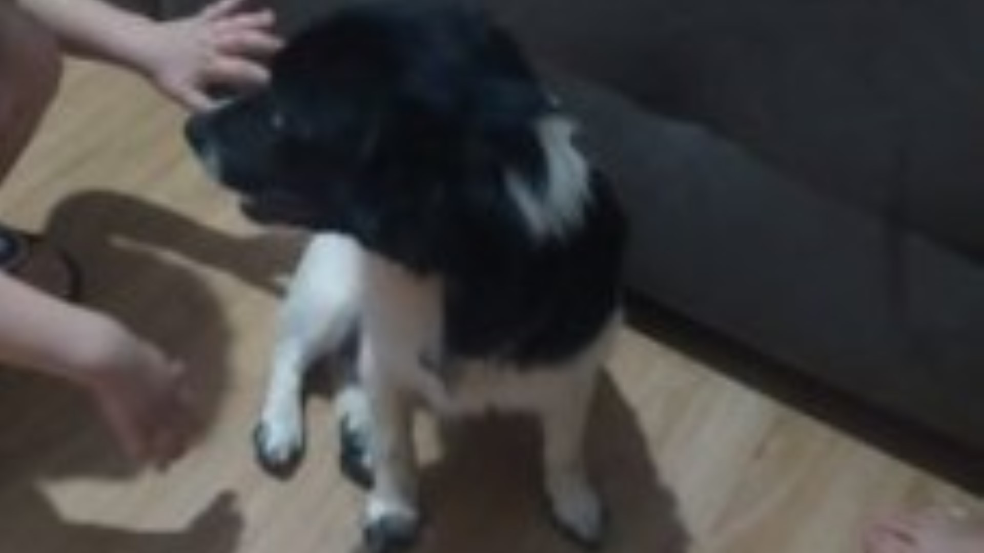 Cachorro é encontrado na Rua Manaus