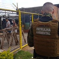 Imagem referente a Setor de Bem-Estar Animal e Patrulha Ambiental notificam dono de Pitbulls que atacaram pessoas no Bairro Neva