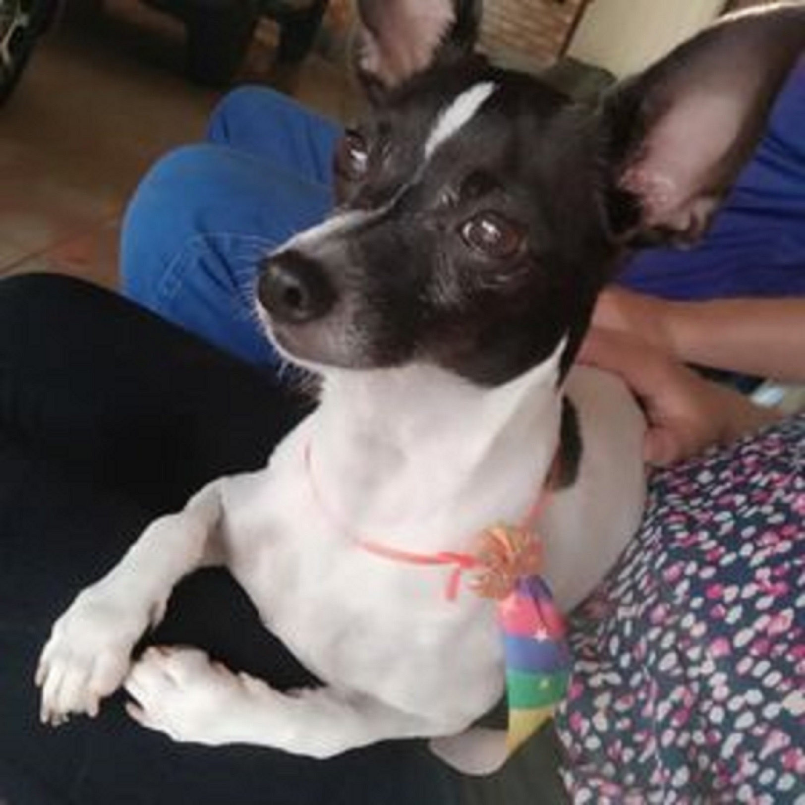 Brady está desaparecido em Cascavel