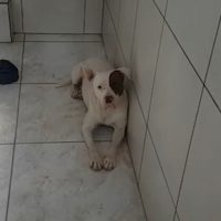 Imagem referente a Ataques de Pitbulls: A culpa é do cão ou do dono?