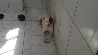 Ataques de Pitbulls: A culpa é do cão ou do dono?