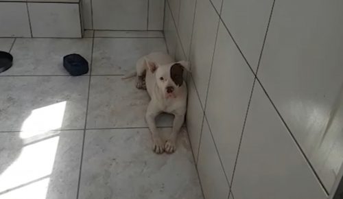 Imagem referente a Ataques de Pitbulls: A culpa é do cão ou do dono?