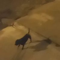 Imagem referente a Mais um caso de Pitbull solto perambulando pela rua, desta vez no Santa Felicidade
