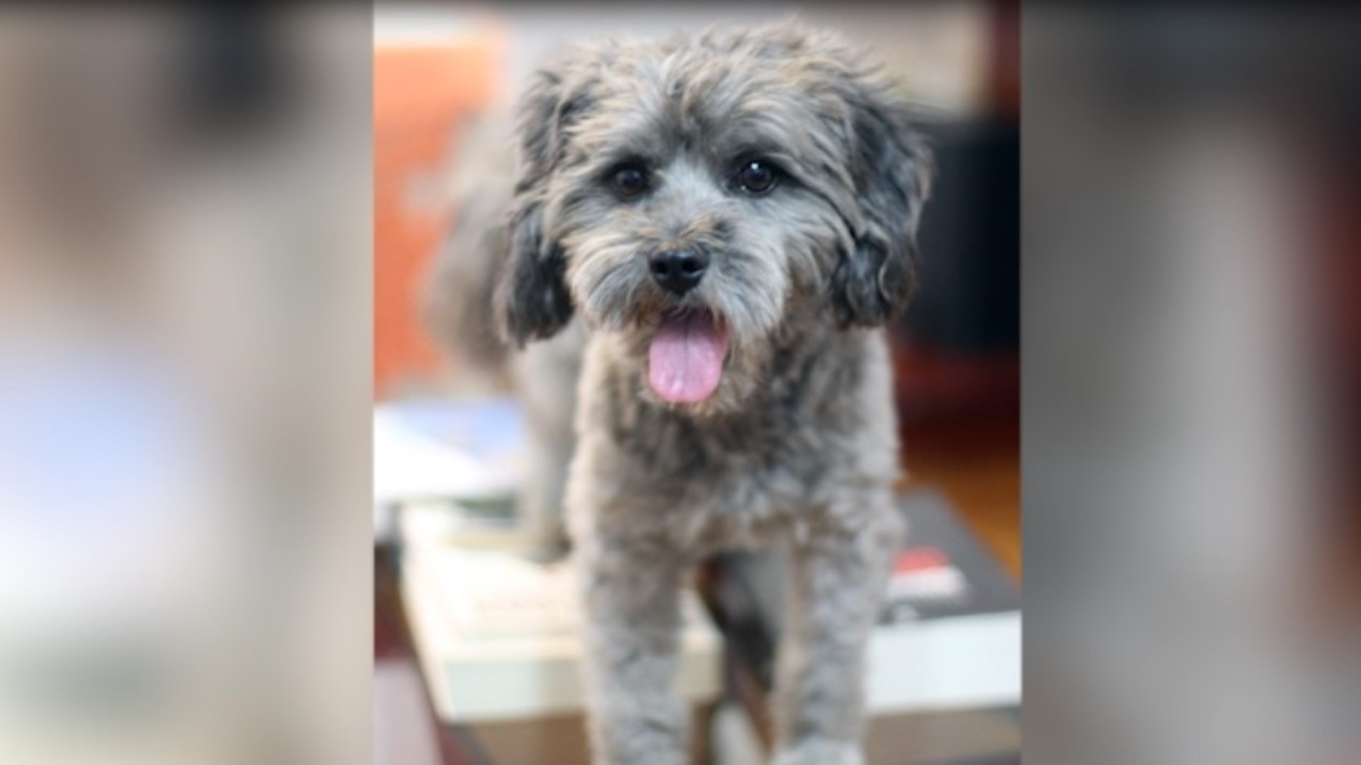 Cachorrinho perdido é resgatado no Coqueiral