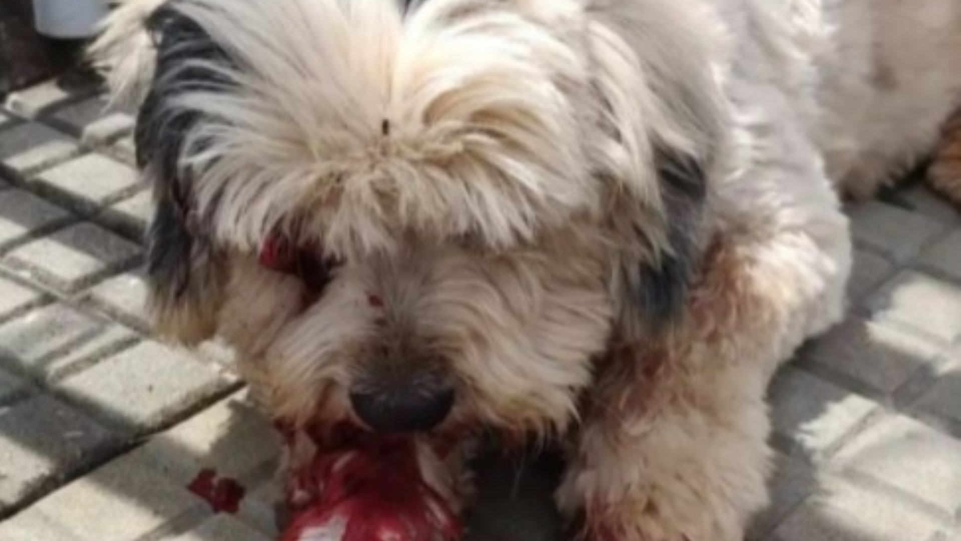 Cachorro é atropelado e foi resgatado por populares