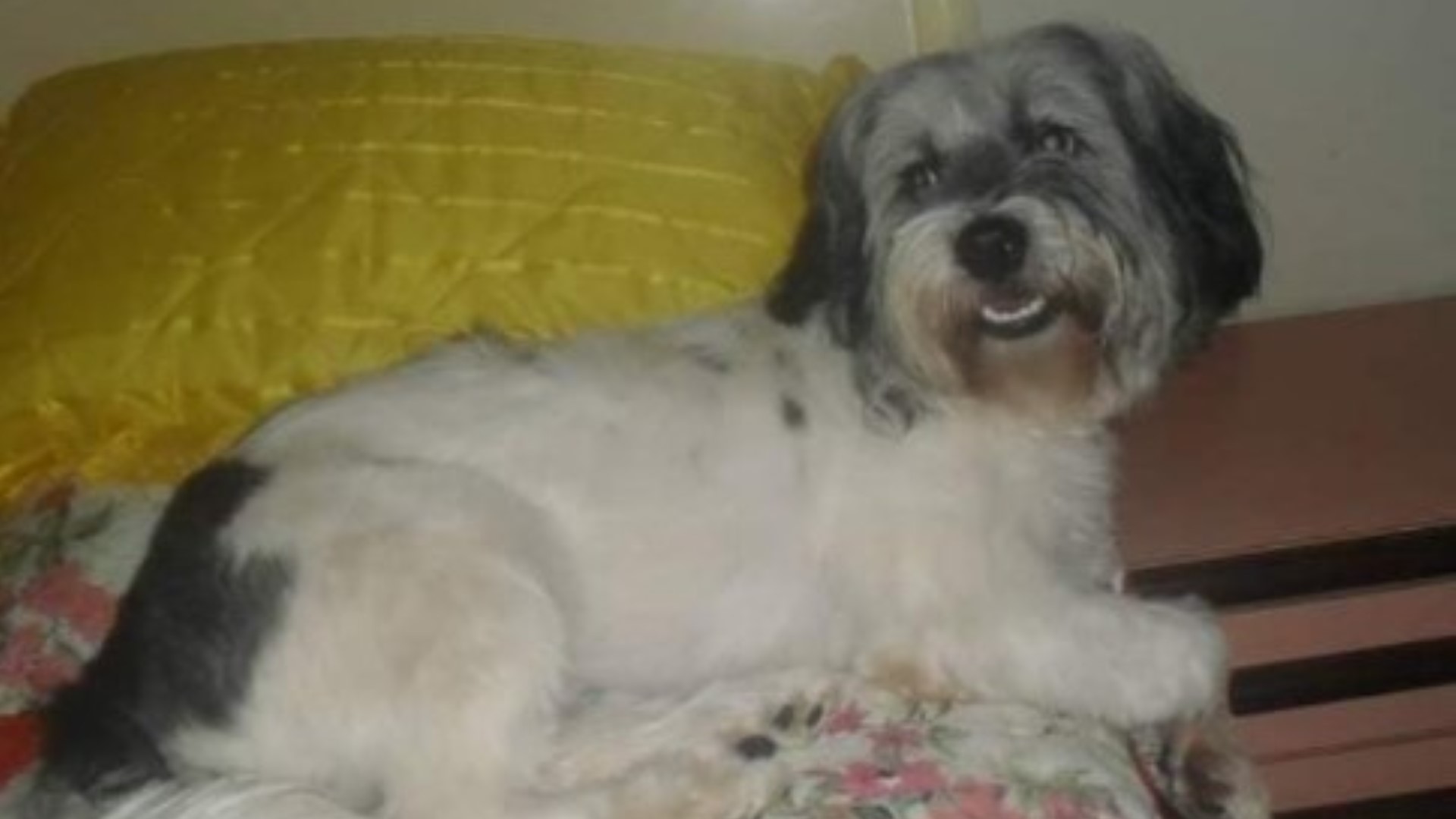 Cachorro “Spike” está desaparecido no centro