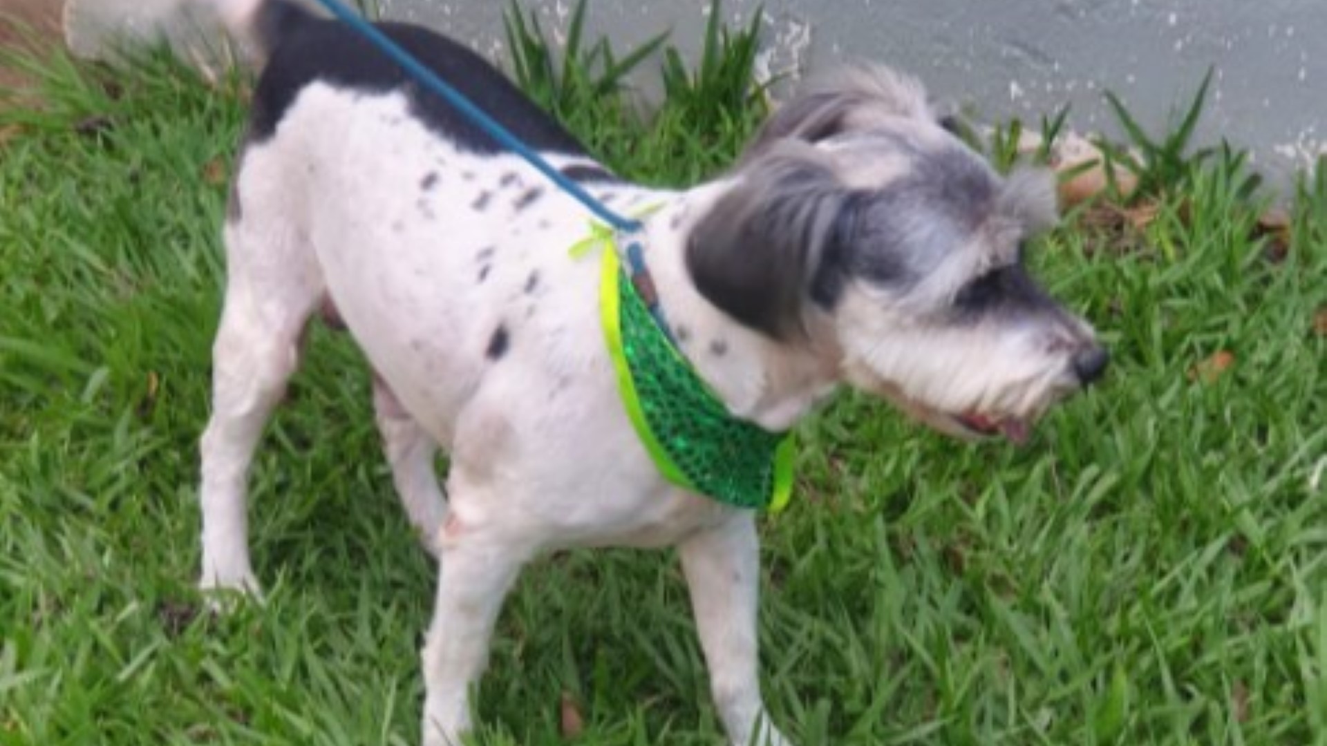 Cachorro está perdido na região do Lago é encontrado