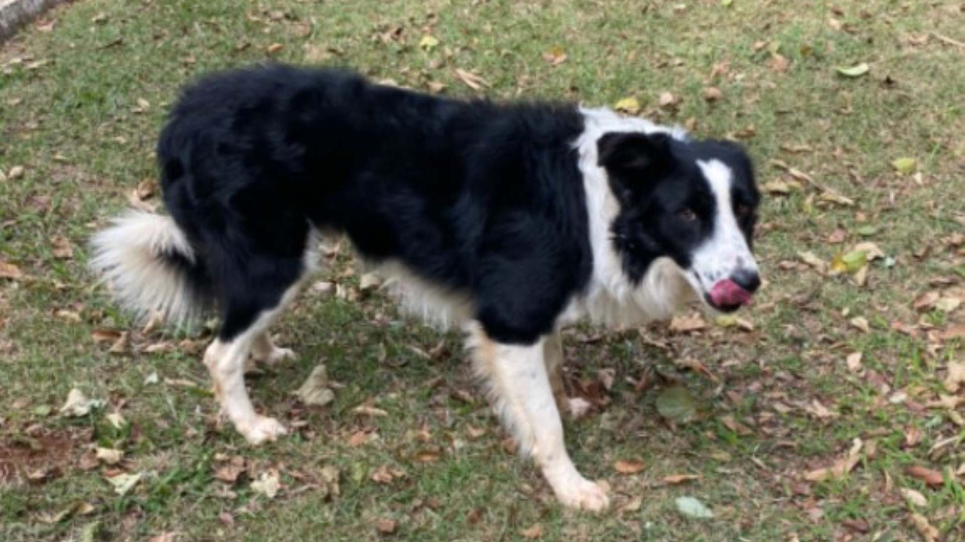 “Bono” está perdido no Centro