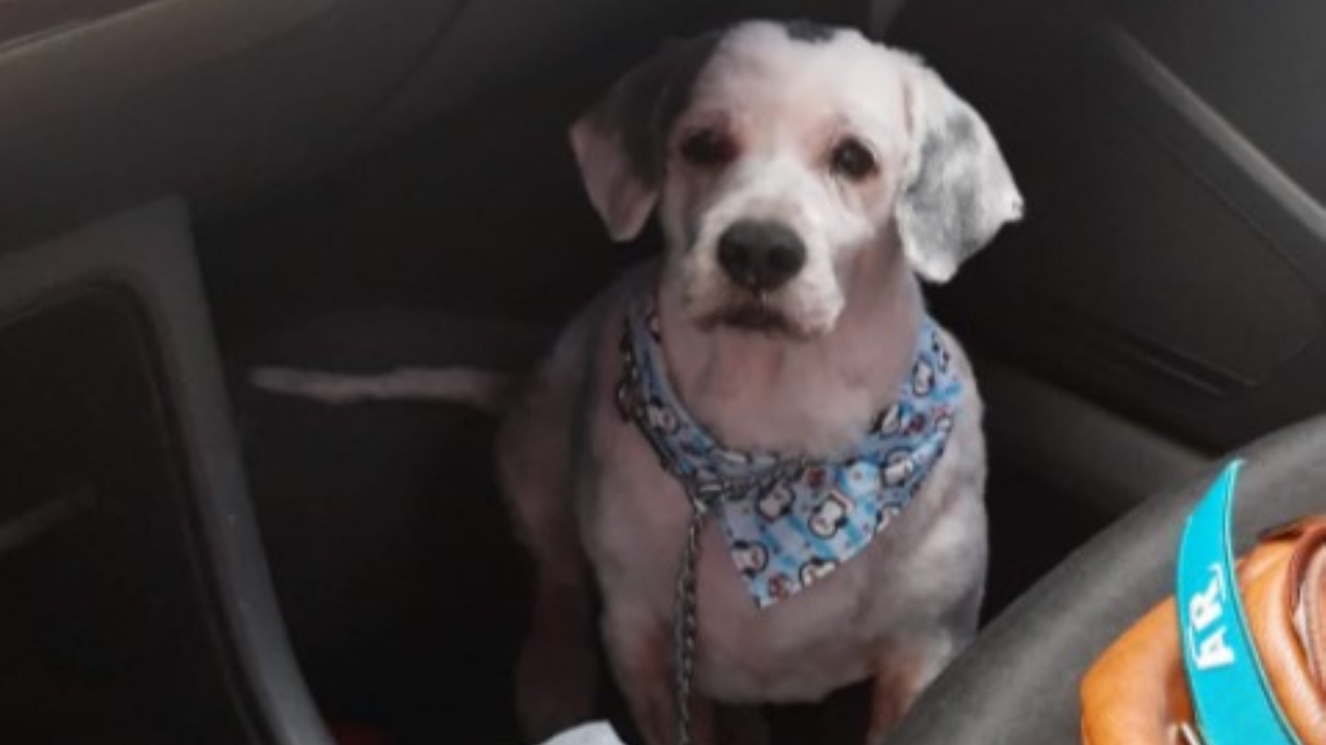 “Snoopy” desapareceu nas proximidades da Av. Carlos Gomes