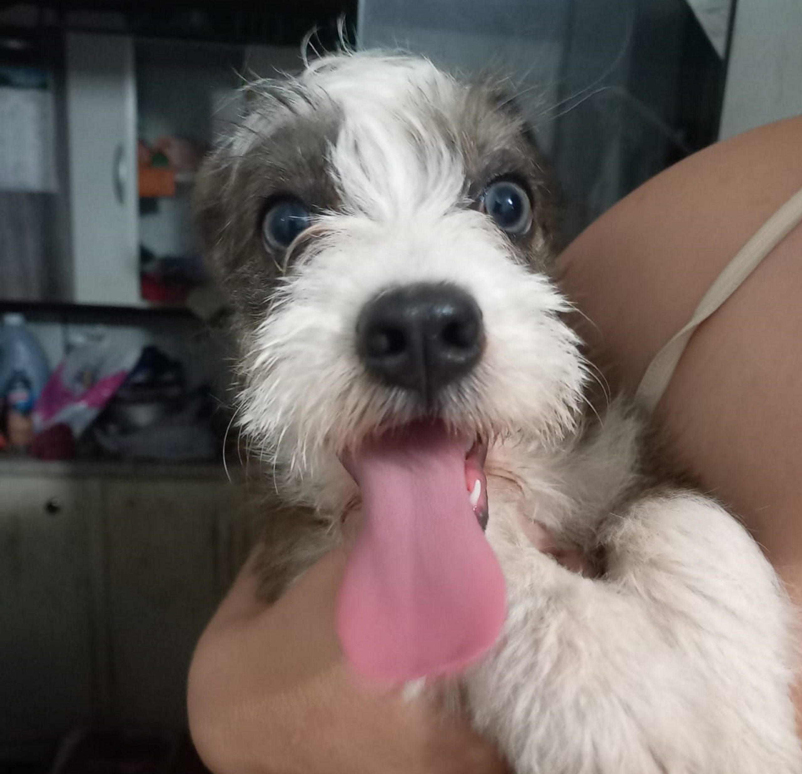 Internauta encontra cachorrinha perdida no Bairro Esmeralda e tenta encontrar o dono