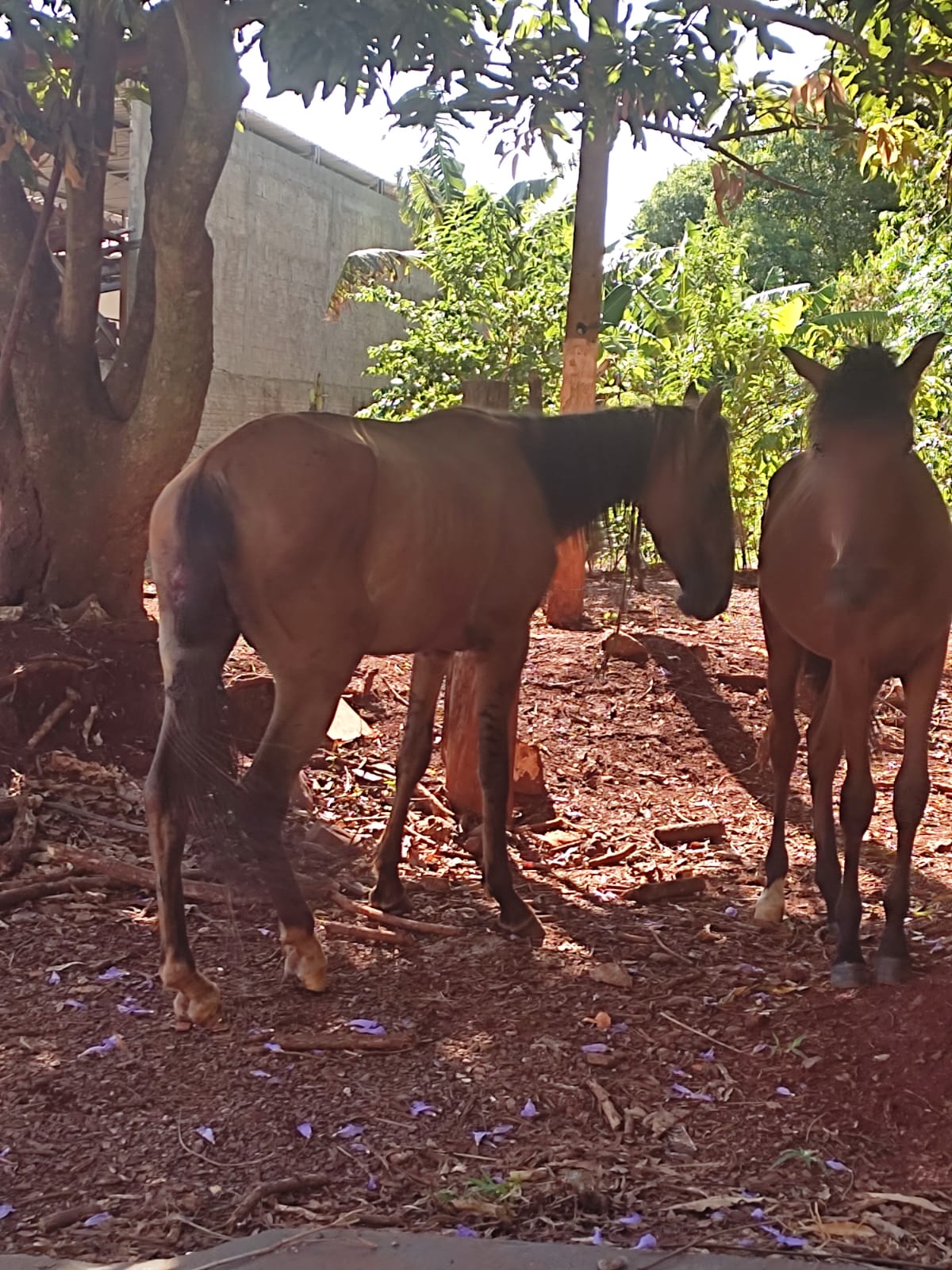Cavalos são abandonados na Rua Rio da Paz, em Cascavel