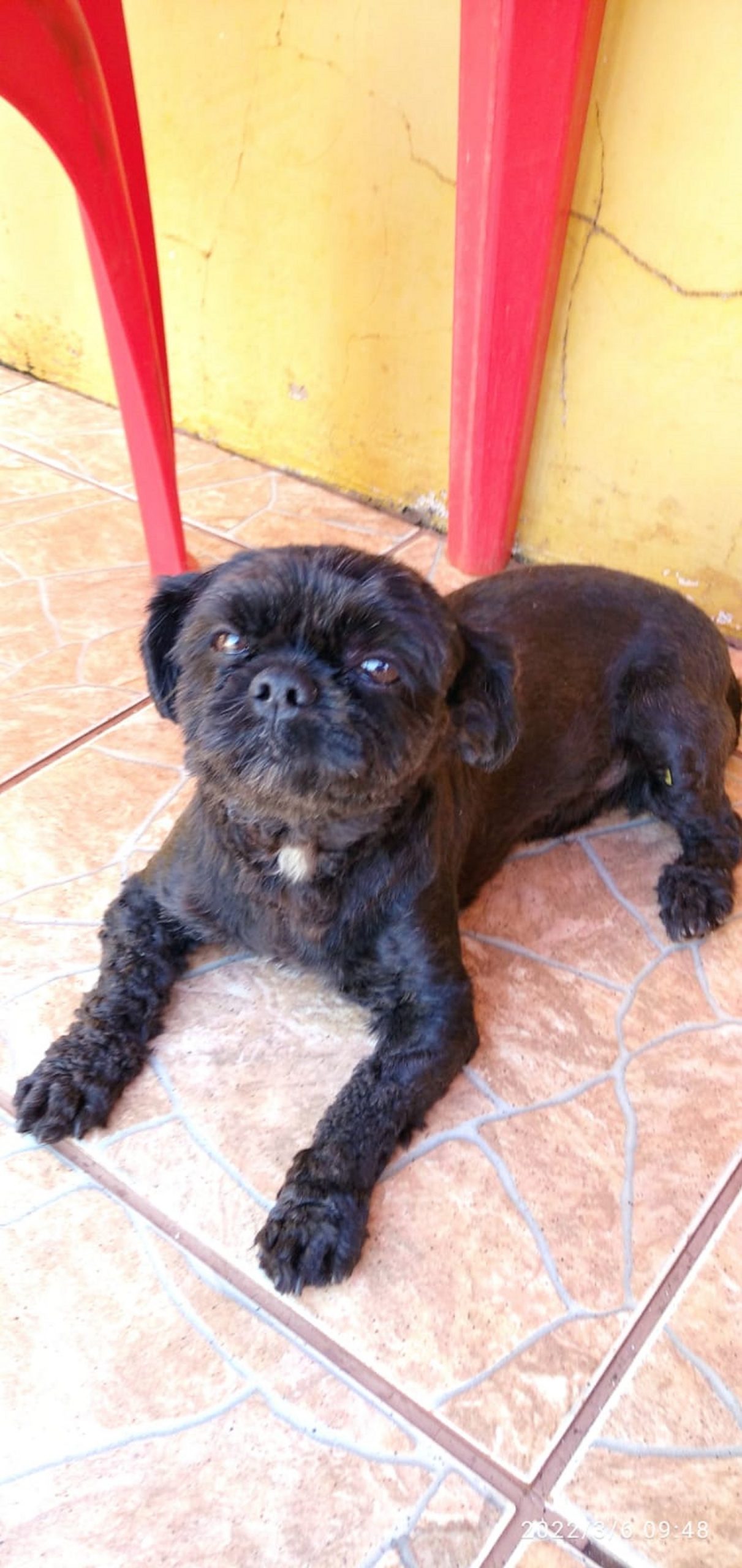 Internauta encontra cachorrinho no Alto Alegre e tenta localizar o dono