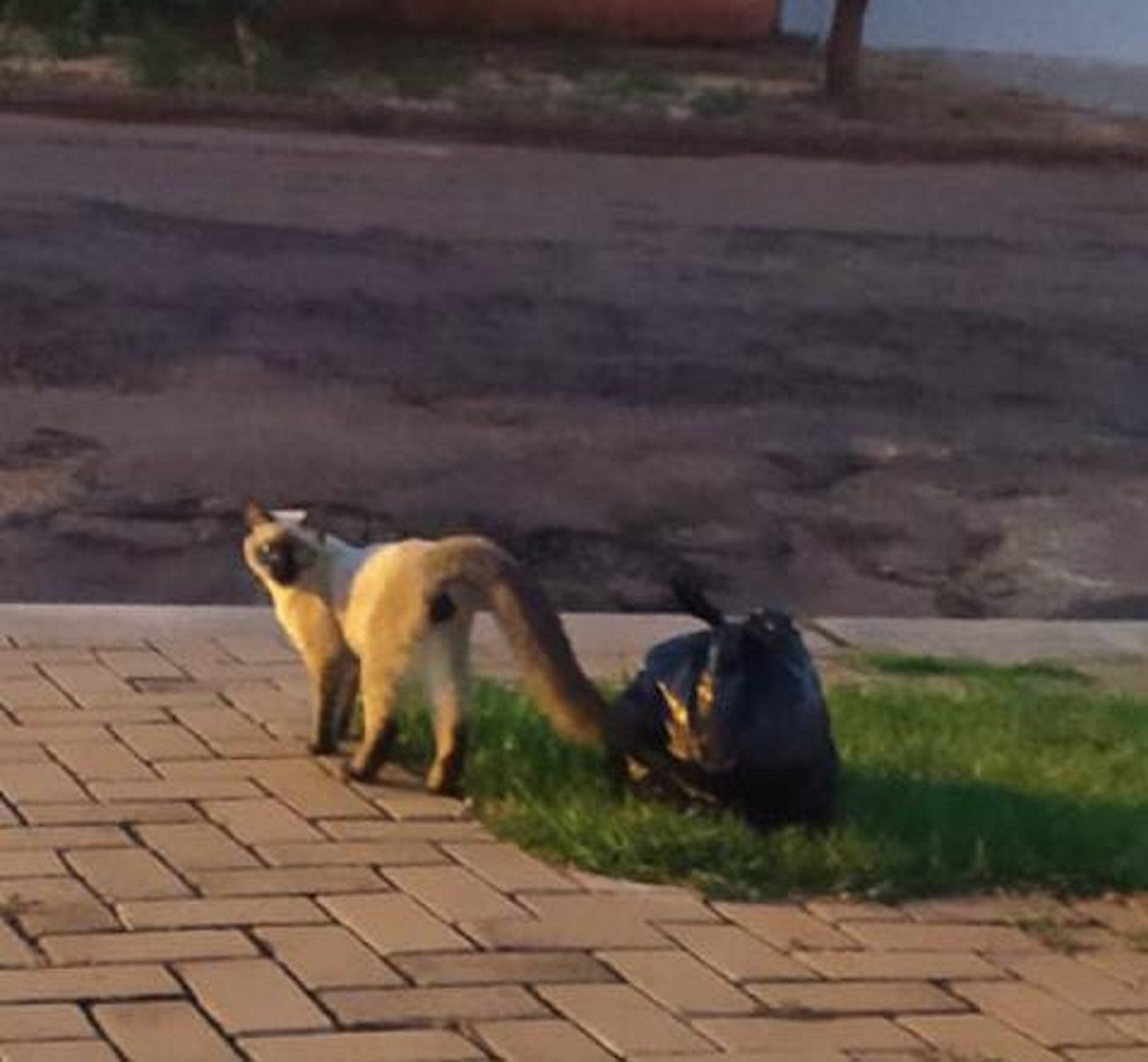 Internauta localiza gato que estava perdido na Rua Vitória